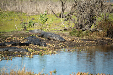 Naklejka na ściany i meble American alligators enjoying the heat from the sun on the bank of the lake in Florida