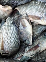 fresh tilapia fish on the market