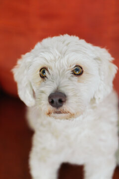 Doggy looking at the camera.