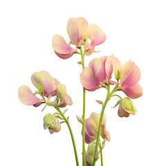 Fototapeta na wymiar Close up of a straight front transparent background with five pea flowers