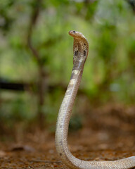 Naklejka na ściany i meble close up of a cobra snake