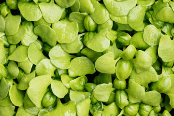 Sweet basil seedlings 