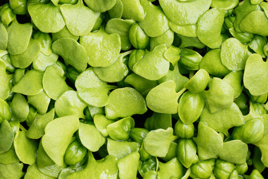 Sweet basil seedlings 
