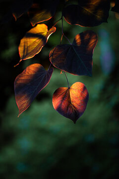 Sunlight hitting redbud leaves
