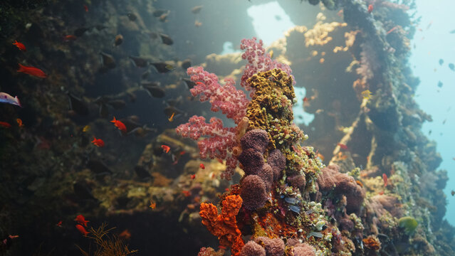 Healthy coral reef underwater fish