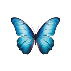transparent background with solitary blue butterfly