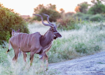 Greater Kudu At Sunset  