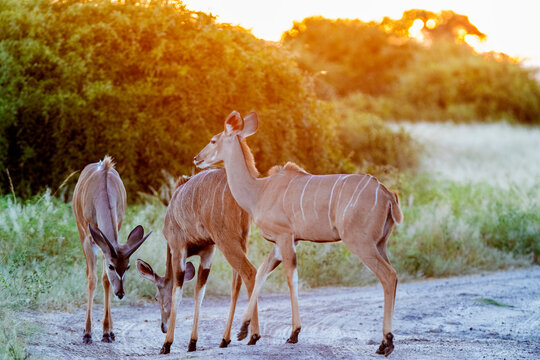 Kudus Female At Sunset  