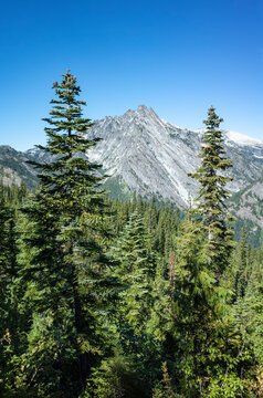Alpine old growth forests and mountains, Cascade Range, Washington