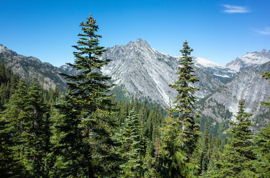 Alpine old growth forests and mountains, Cascade Range, Washington