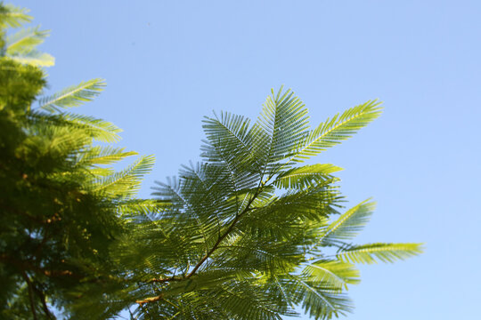 Lush Green Royal Poinciana Leaves Under Blue Skies