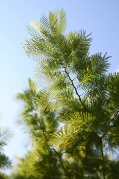 Vibrant Green Royal Poinciana Leaves