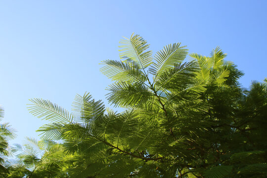 Bright Green Royal Poinciana Leaves
