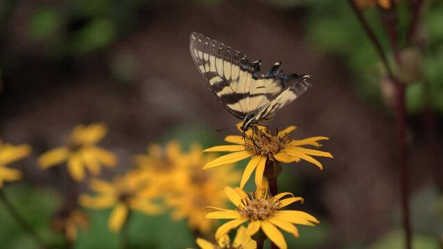 Unusual but still beautiful swallowtail butterfly with clearly visible abnormal hindwings deformities on yellow flowers of  a  Bigleaf Ligularia dentata plant