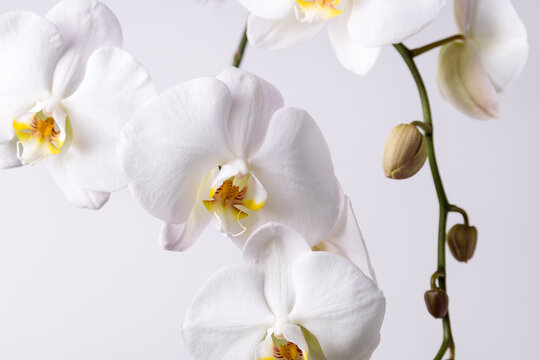 White Orchid Flowers