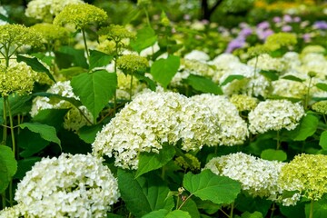 きれいに咲き始めたアナベルアジサイの花