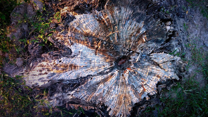Top view of a large tree stump pattern.
