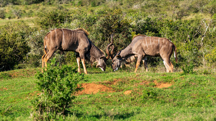 Naklejka na ściany i meble Kudu bulls engaging in a training fight, Addo elephant National Park, South Africa