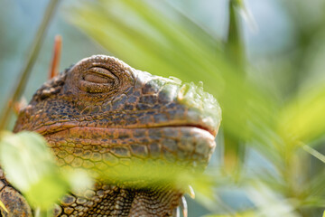 Close-up portrait of an iguana