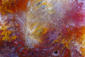 coral skeleton fossil crystal jade agate texture detail