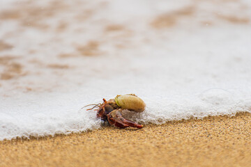Hermit crab on the beach 