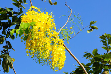 Cassia fistula flower or golden shower and bright blue sky, national flower of Thailand