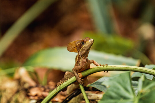 Basiliscus vittatus or Striped Toloque 