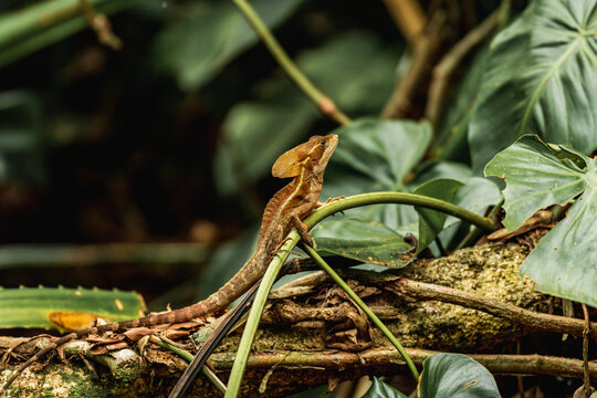 Basiliscus vittatus or Striped Toloque 