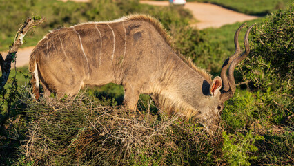 Kudu buck grazing in the bush, Addo Elephant National Park, South Africa