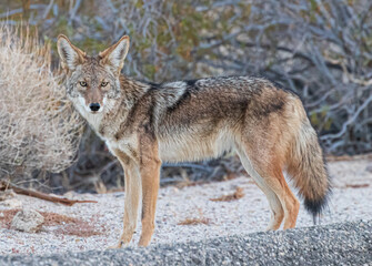 Naklejka na ściany i meble coyote in the desert landscape