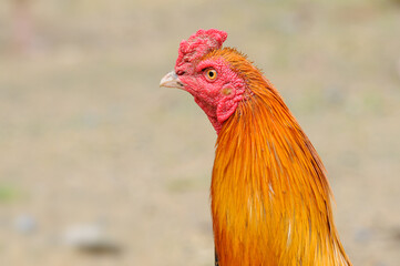 Head shot Chicken native of Thailand