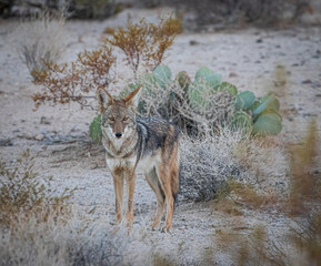 wild coyote in the desert landscape