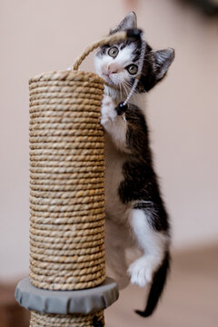 Little kitten climbed on a scratching post