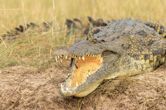 African Crocodile Closeup  