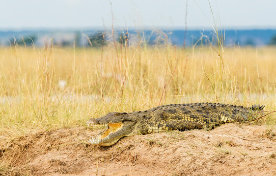 African Crocodile On The Bank Of A River  