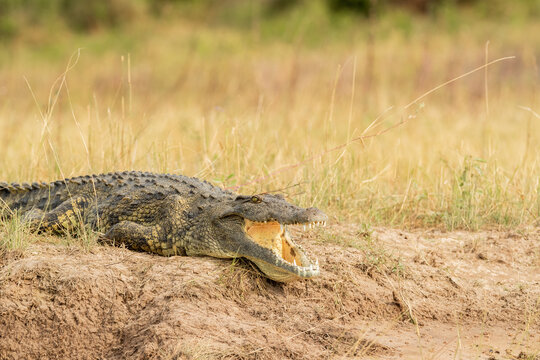 Crocodile On The Chobe River  