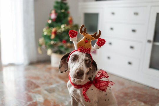 pointer breed dog with christmas costume at home