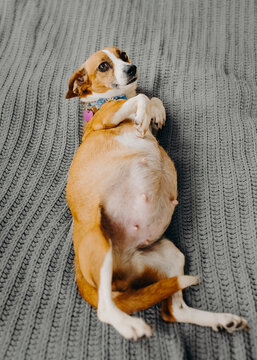 before and after dog birth