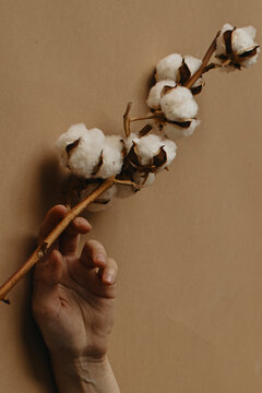 Close Up photo of woman's hand holds a white cotton with her fingers