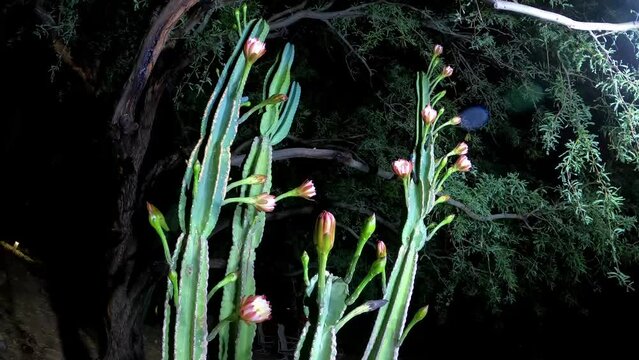Peruvian Apple Cactus with Multiple Flowers Timelapse