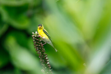 Goldfinch (Spinus tristis) Feeding in a Garden