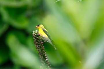 Goldfinch (Spinus tristis) Feeding in a Garden