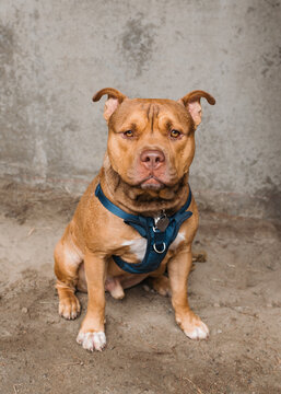 Pit Bull Dog