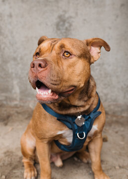 Pit Bull Dog