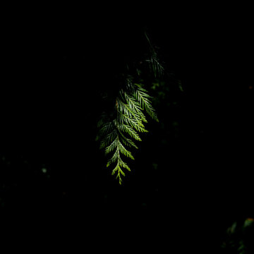 A branch of a fir tree.