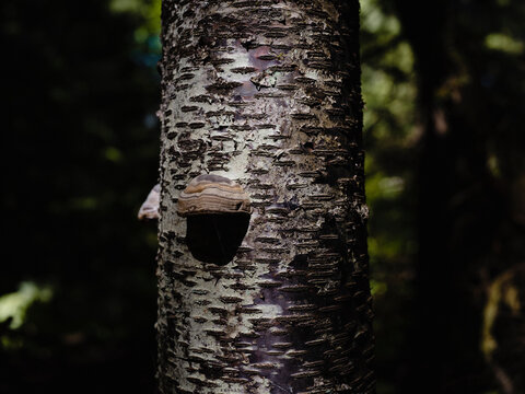 Trunk of a tree in a forest.