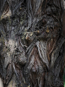Old grey bark on a tree.