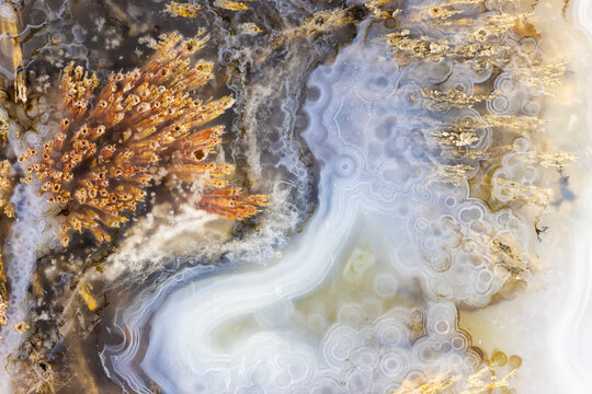 Dendritic Agate Slice Texture  