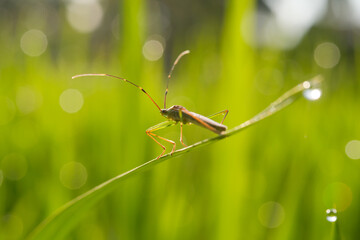 Close-up of stink bug on green leaf with blurred background