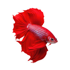 A red Halfmoon Betta fish alone on a transparent background The Siamese betta fish or Pla gad in Thai - obrazy, fototapety, plakaty